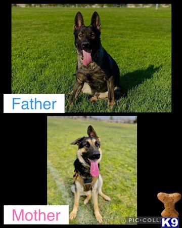 JagerK9s Picture 2